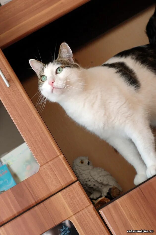 Французский маркиз кот. Кот маркиз. Кремовый маркиз кошка. Грустный кот маркиз. Порода маркиз.