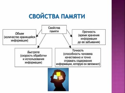 Память виды свойства процессы