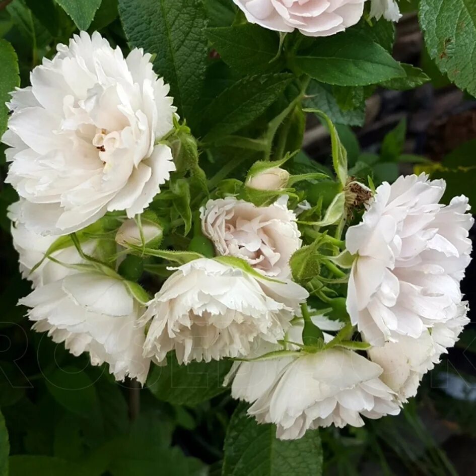 Розы неукрывные купить. Уайт Гротендорст. White Grootendorst (Уайт Гротендорст). Rose White Grootendorst.