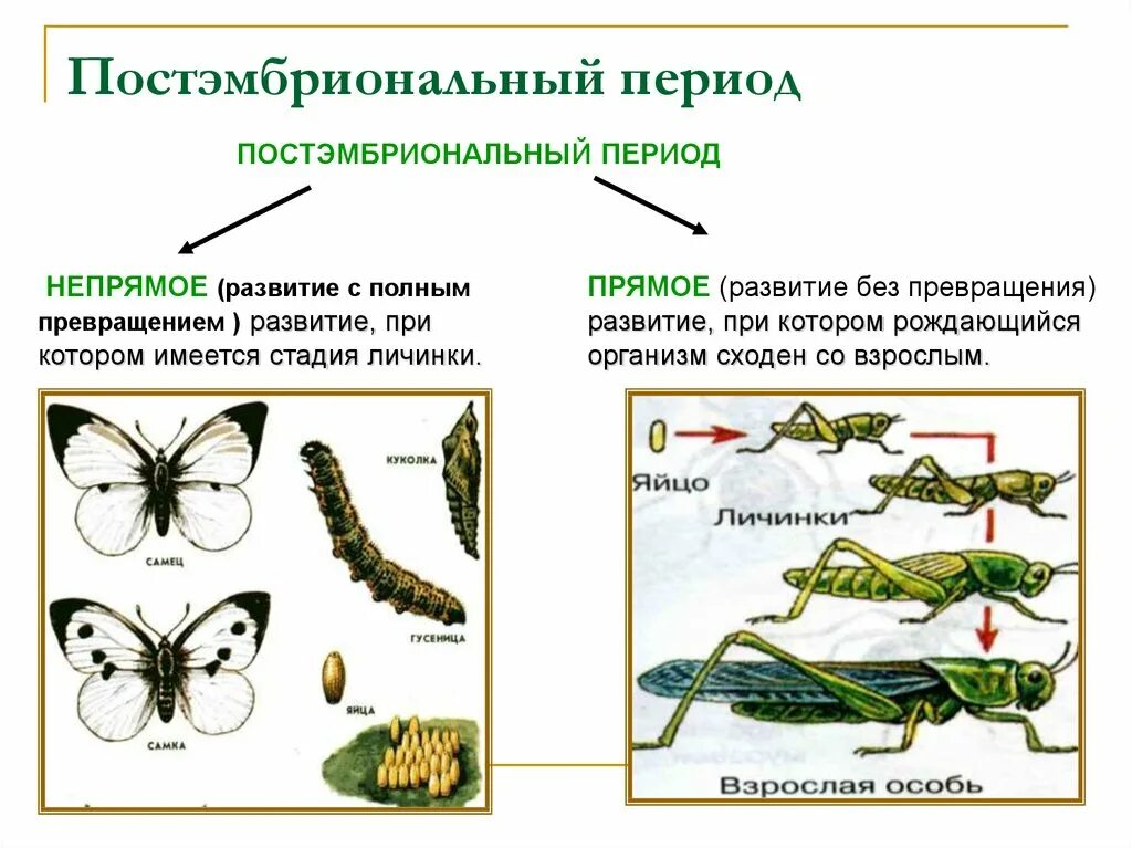 Какой тип развития характерен для кузнечика. Непрямое развитие с полным метаморфозом характерно для. Прямое и Непрямое развитие полное и неполное превращение. Схема постэмбрионального развития. Постэмбриональное развитие прямое и Непрямое.