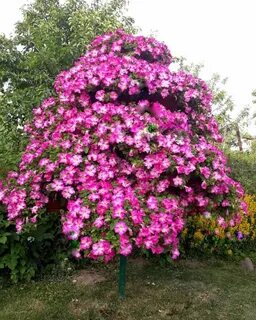Сорта петуний для дерева