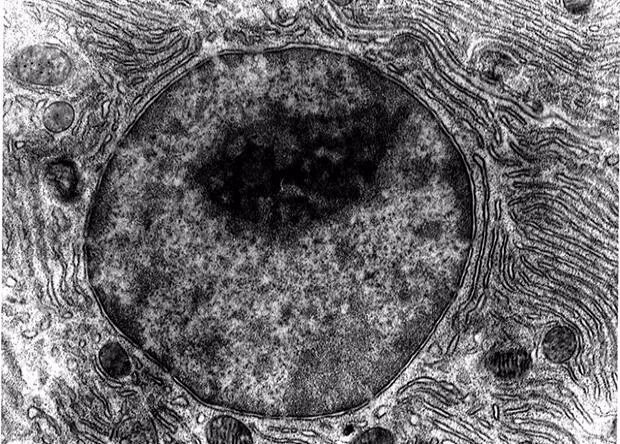 Клетка под электронным микроскопом scanning electron microscope Tumblr Electron microscope, Scanning electron micro
