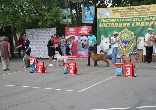 Выставка собак ангарск