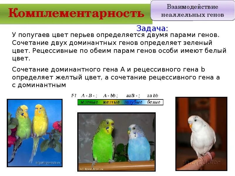 Задача про попугая 5 класс