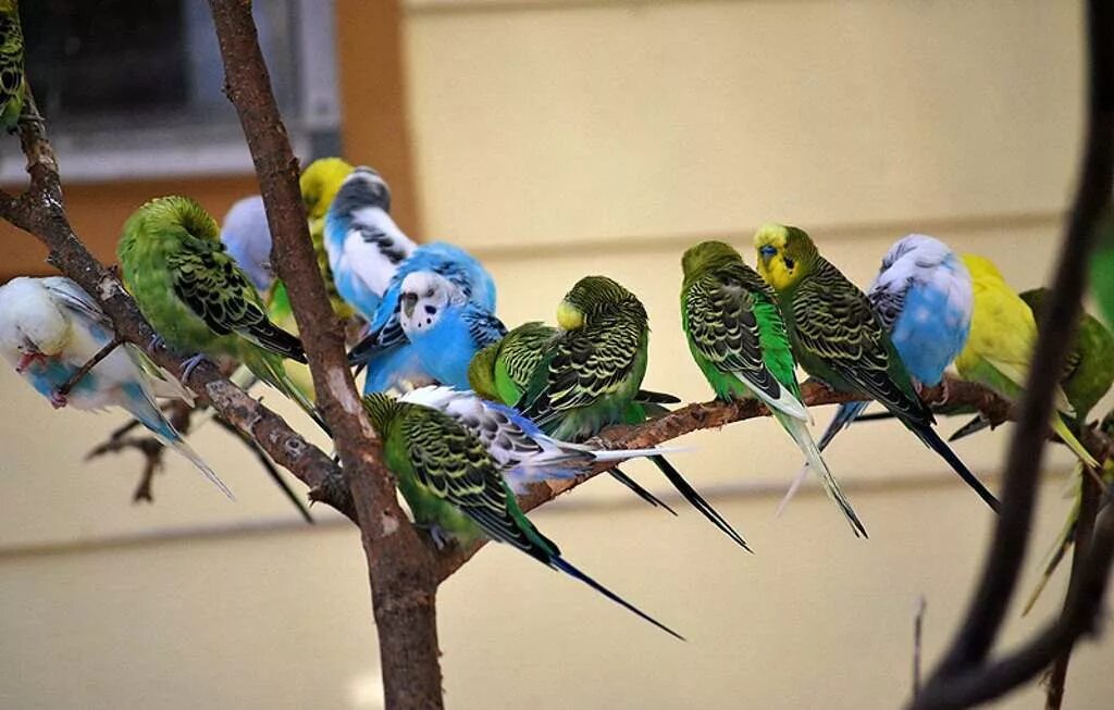 Сколько живут попугаи мальчики