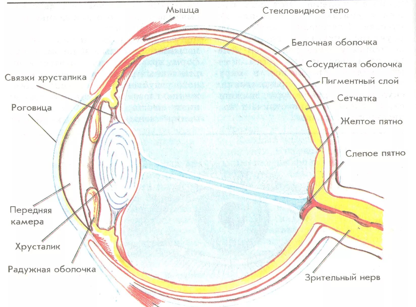 Строение органа зрения (строение глазного яблока).. Схема глазного яблока глаза. Строение глазного яблока биология 8 класс. Схематическое строение глазного яблока.