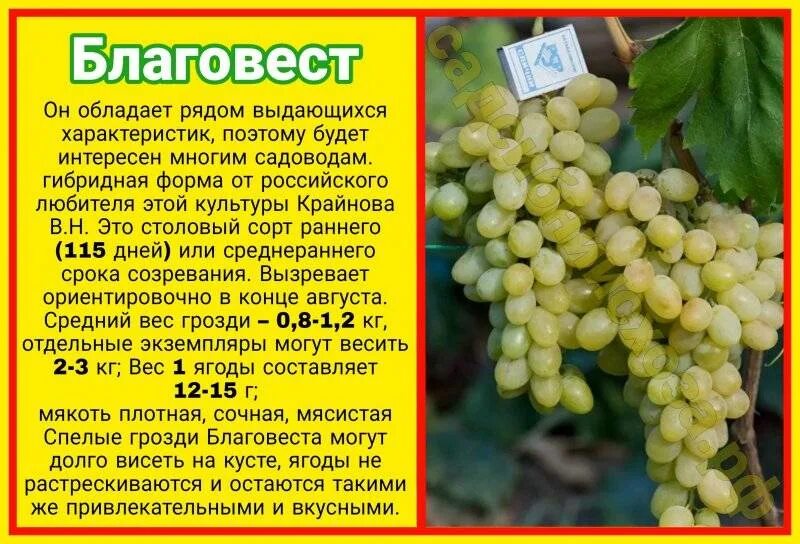 Виноград благовест. Благовест виноград описание. Сорта винограда Альтаир описание. Виноград Благовест описание сорта. Виноград Благовест фото.