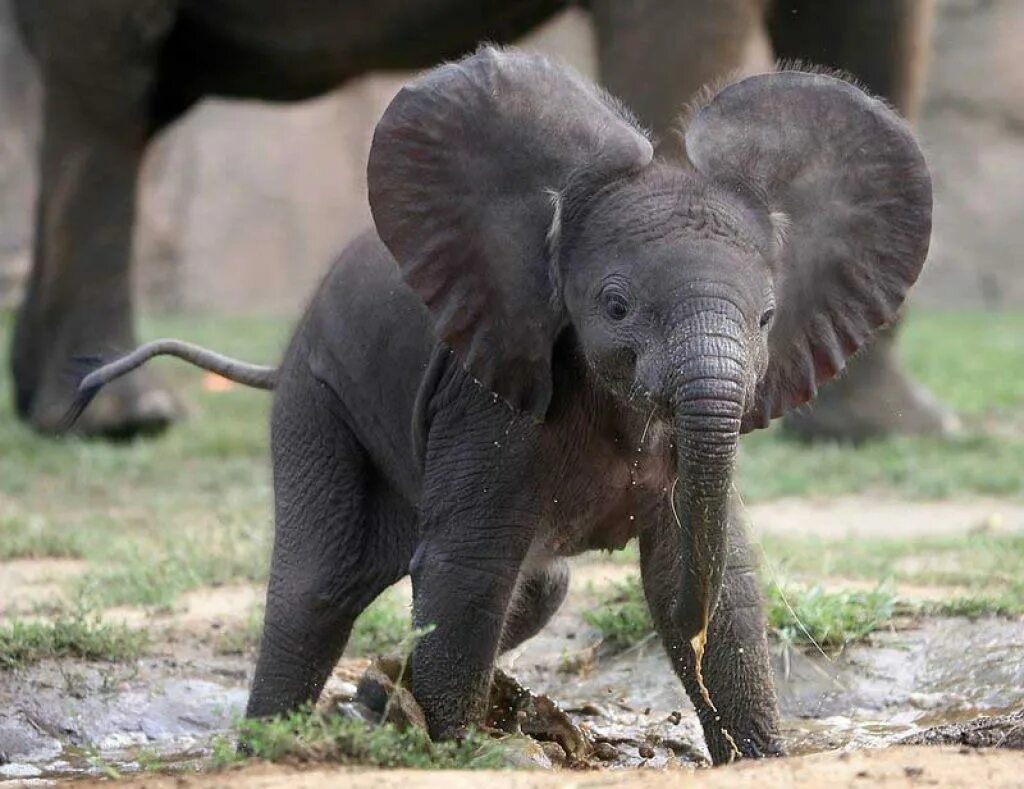 Слоненок. Маленький Слоник. Милый Слоненок. Слоны фото. Милый слоник