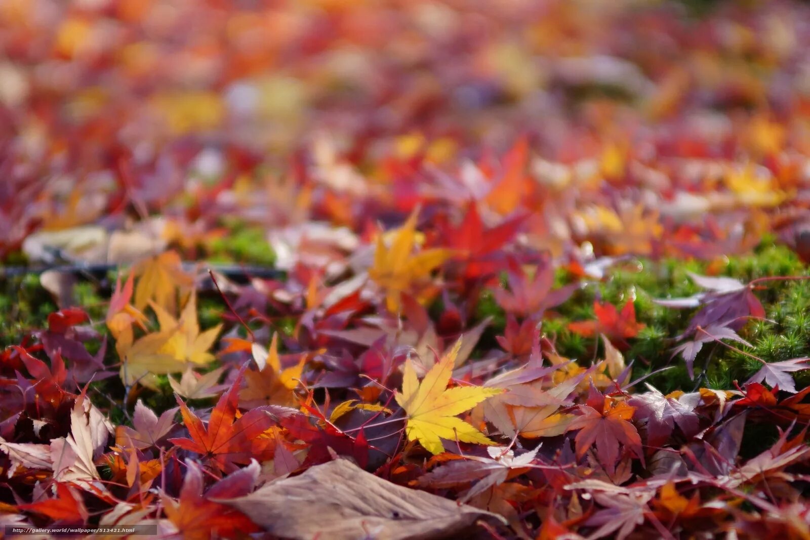 осенняя листва. антиреспект осень. опавшая листва. осенний ковер. осень листьями листьями землю выстелить.