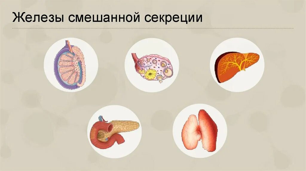 Как отличить железы. Железы смешанной секреции рисунок. Железы смешанной Секрец. Железы смешанной секреции человека. Железв смешпнной мееоеуии.