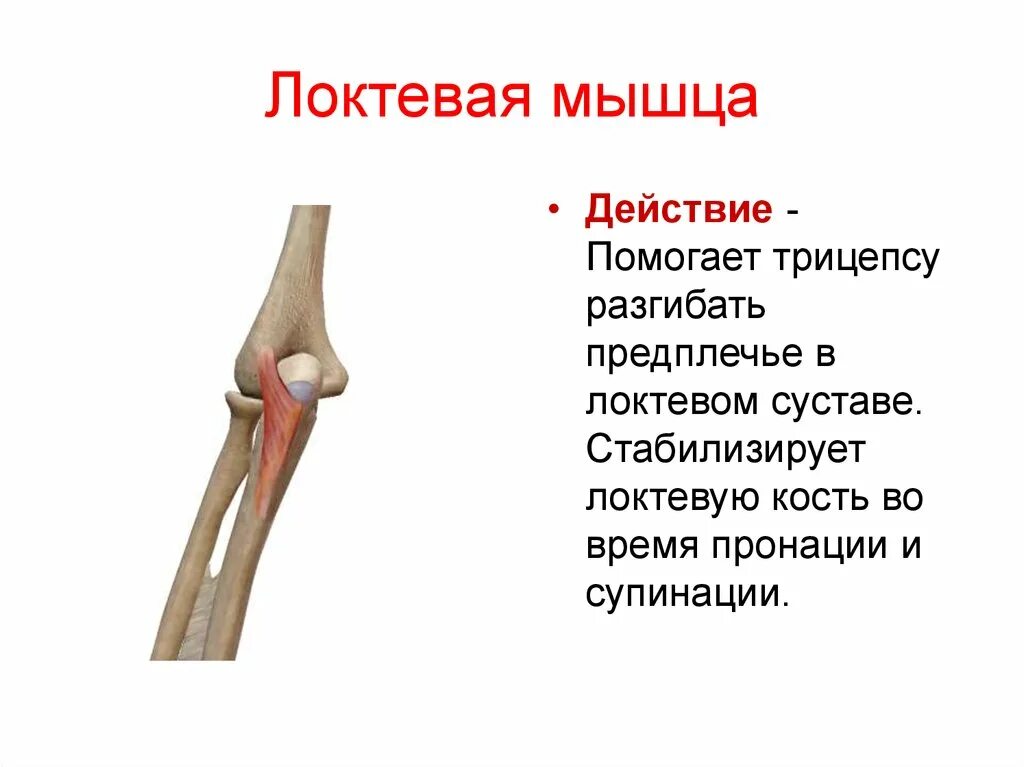 Мышцы локтевого сустава анатомия. Локтевой сустав и кости предплечья. Локтевая кость анатомия человека. Суставная мышца локтя анатомия.