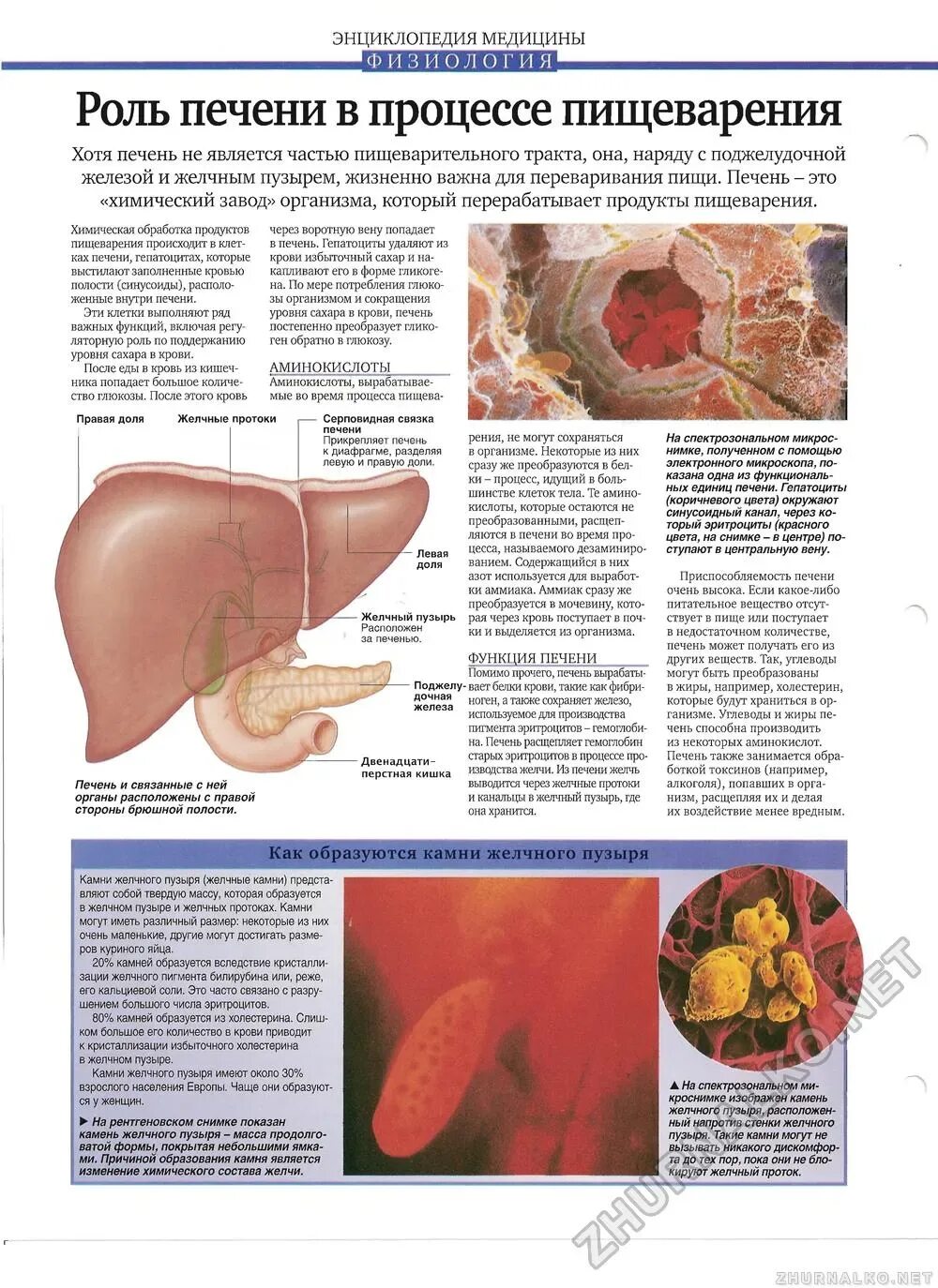 Как болит печень и желчный. Роль печени в организме. Печень и желчный. Печень и поджелудочная железа. Функции печени и желчного пузыря.