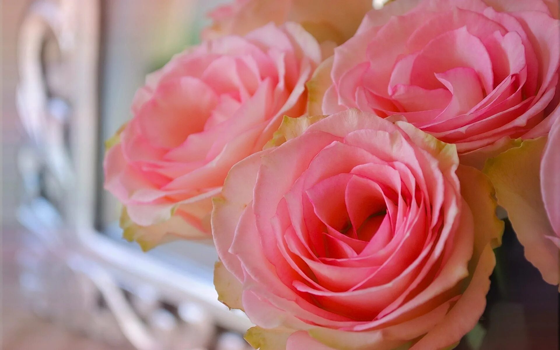 Розы персикового цвета. Нежные розы.