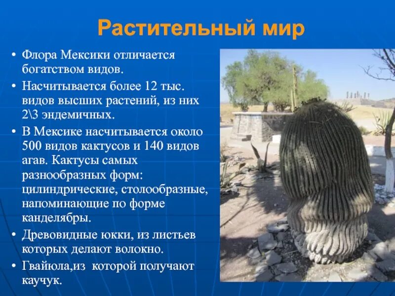 Сообщение о мексике кратко. Мексика презентация. животный мир мексики презентации. животные мексики кратко. мексика краткая информация.