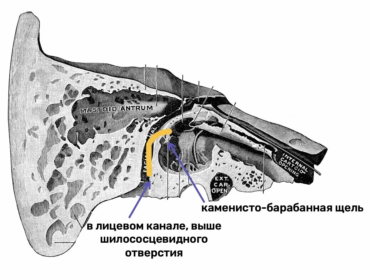 Барабанный каналец височной кости. Canalis nervi Facialis на височной кости. Шилососцевидное отверстие височной кости. Анатомия ячеек сосцевидного отростка на кт.