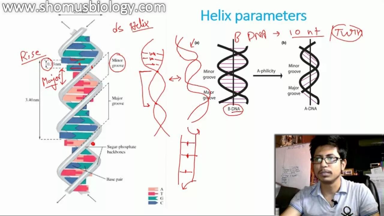 B-ДНК. Biology DNA. Модель ДНК из теории большого взрыва. Z ДНК.