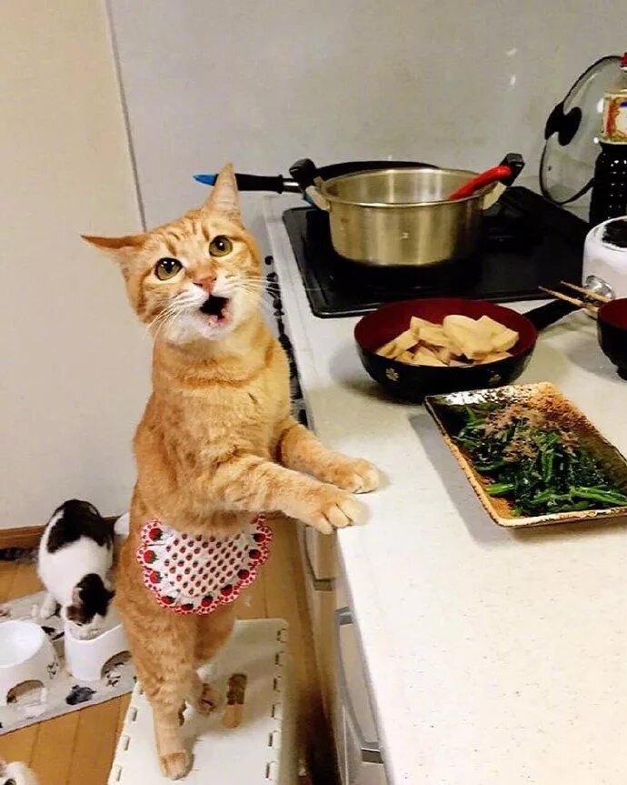 Cooking cat. Смешные животные на кухне. Котик на кухне. Кот и еда. Кошка готовит.