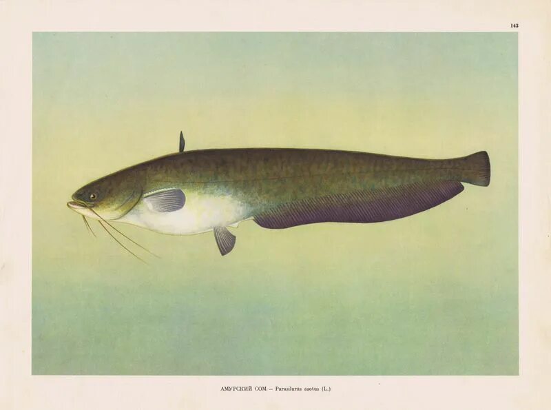 Сом обыкновенный silurus glanis. Silurus glanis рыба. Касатка амурская плеть и скрипун. Семейство сомовые. Сом рисунок.