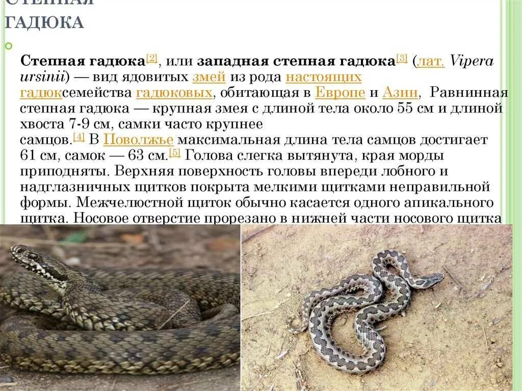 Степная гадюка 4 класс окружающий мир сообщение. Степная гадюка описание. рассказ о степной гадюке 4 класс. факты о степной гадюке. сообщение о степной гадюке кратко.