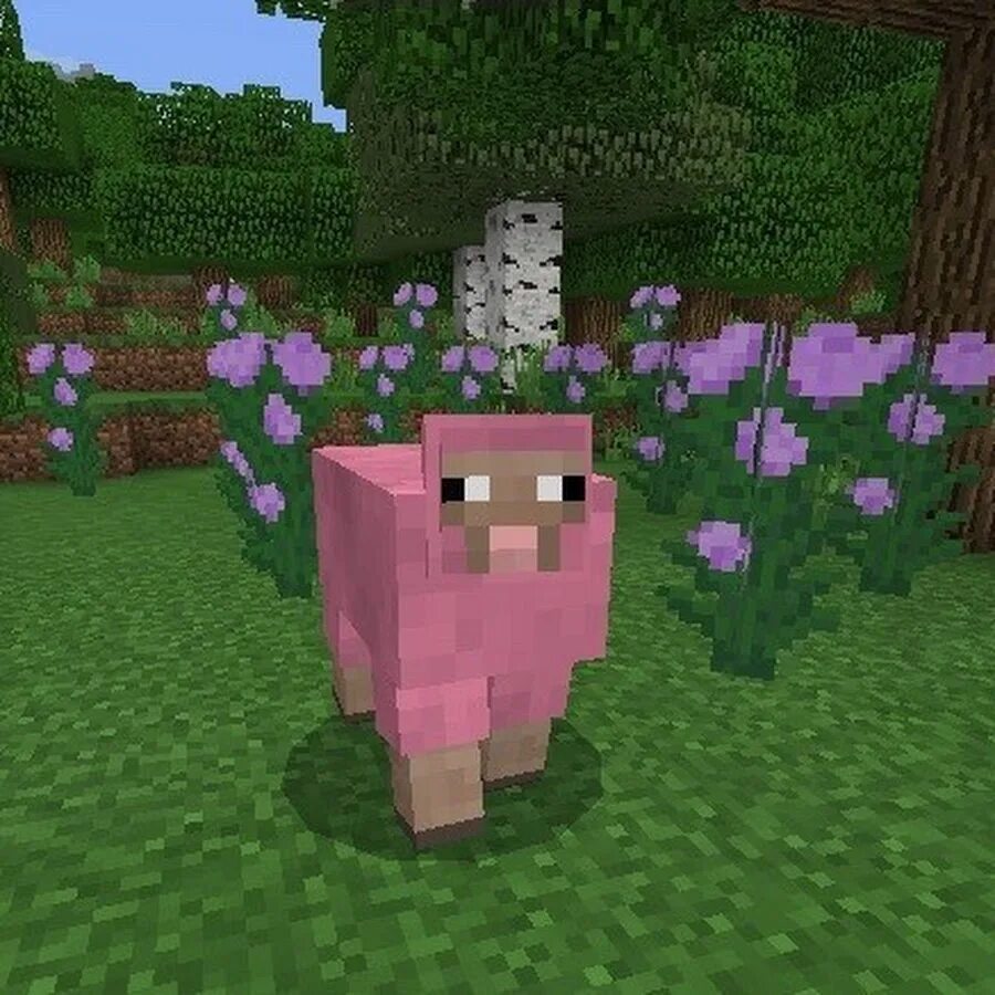 Самая редкая овца в майнкрафте. Шанс встретить розовую овцу в майнкрафте. Розовая овечка в майнкрафте. Шанс встретить розовую овцу в майнкрафте. Шанс появления розовой овцы в майнкрафте.