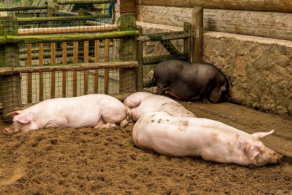 Как вырастить свиней. Свинья в свинарнике. Поросята на доращивании. Маленькая свиноферма. Разведение свиней.