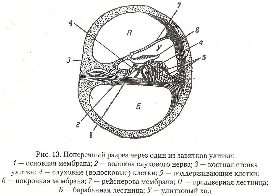 Таблица каналы улитки. Схема строения улиткового протока. Строение улитки поперечный разрез. Поперечный разрез улитки внутреннего уха. Строение улитки внутреннего уха в разрезе.