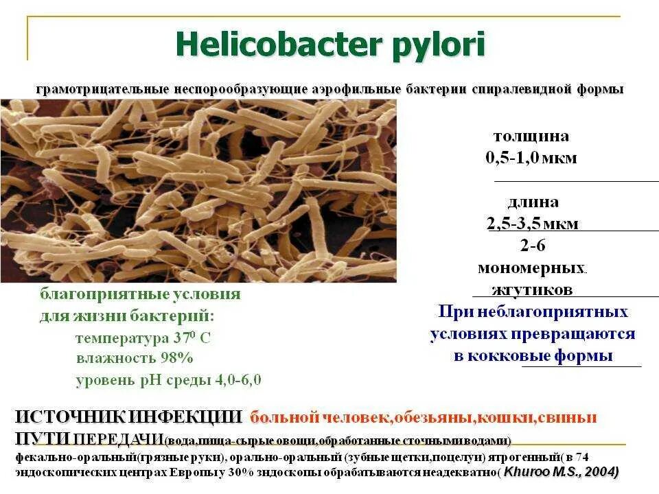 Хеликобактер как передается. Хеликобактер пилори жгутики. helicobacter pylori презентация. неспорообразующие бактерии. хеликобактер пилори +1 что это.