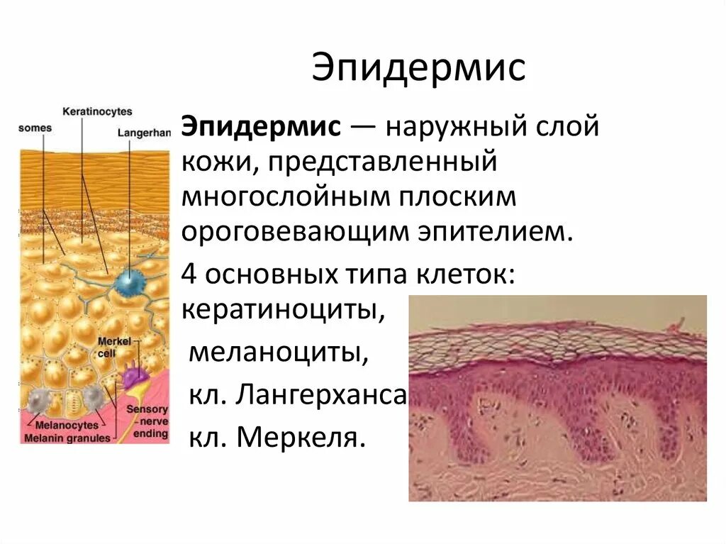 Какая структура дермы образована этой тканью. Эпидермис структура слоев кожи. Строение кожного слоя эпидермиса. Послойное строение эпидермиса. 5 Слоев эпидермиса кожи.