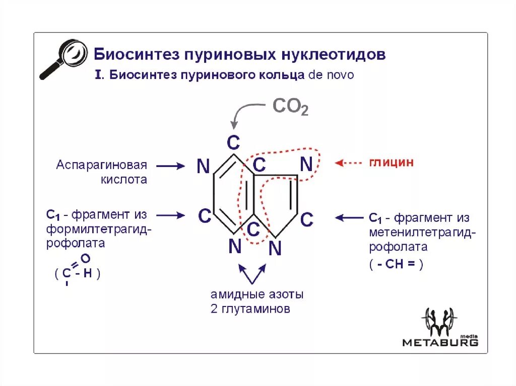 Нуклеотид вируса. Схема синтеза происхождение атомов пуринового кольца. Синтез пуринового кольца биохимия. Схема реакций и схема происхождения атомов в пуриновом кольце.. Схема биосинтеза пуриновых нуклеотидов.