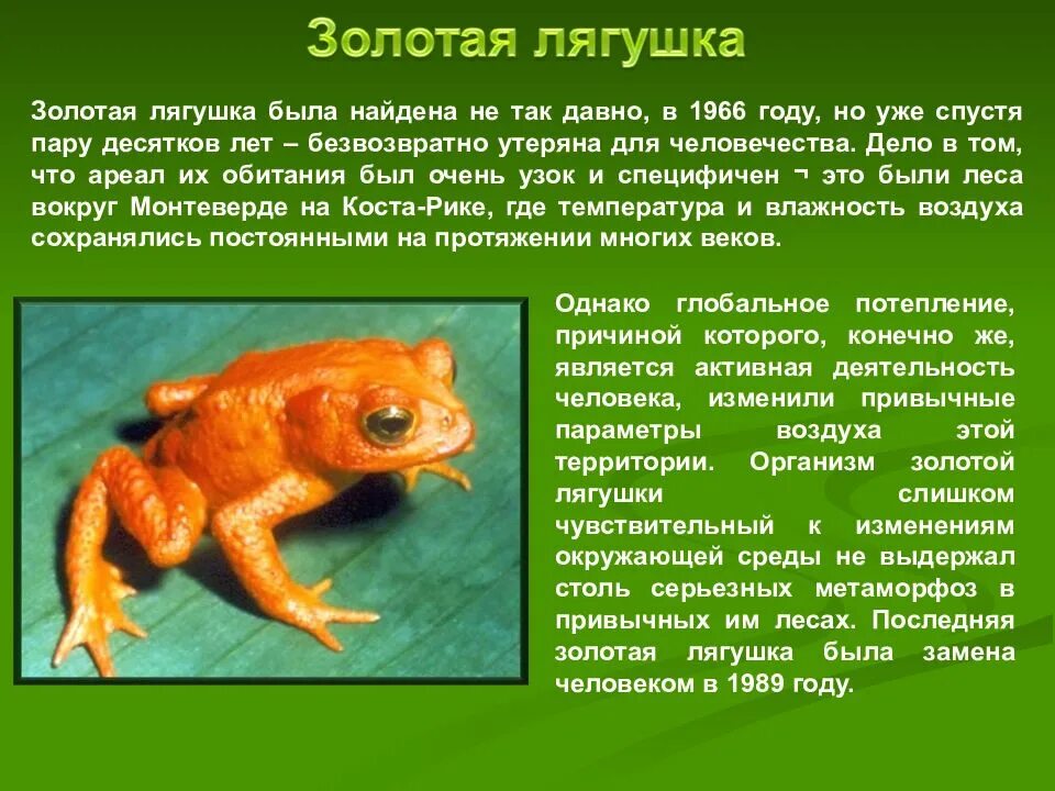 Сообщение о любом земноводном. Золотая жаба доклад. золотая жаба вымершая доклад. лягушка из красной книги. сообщение о золотой жабе.