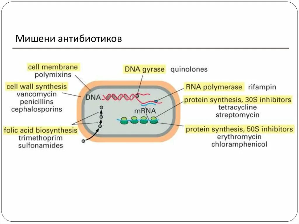 При резких изменениях температуры бактериальная клетка образует. Мишени для антибиотиков в бактериальной клетке. Структура бактериальной клетки мишени. Клетки мишени для антибиотиков в прокариотической клетке. Мишени воздействия антибиотиков.