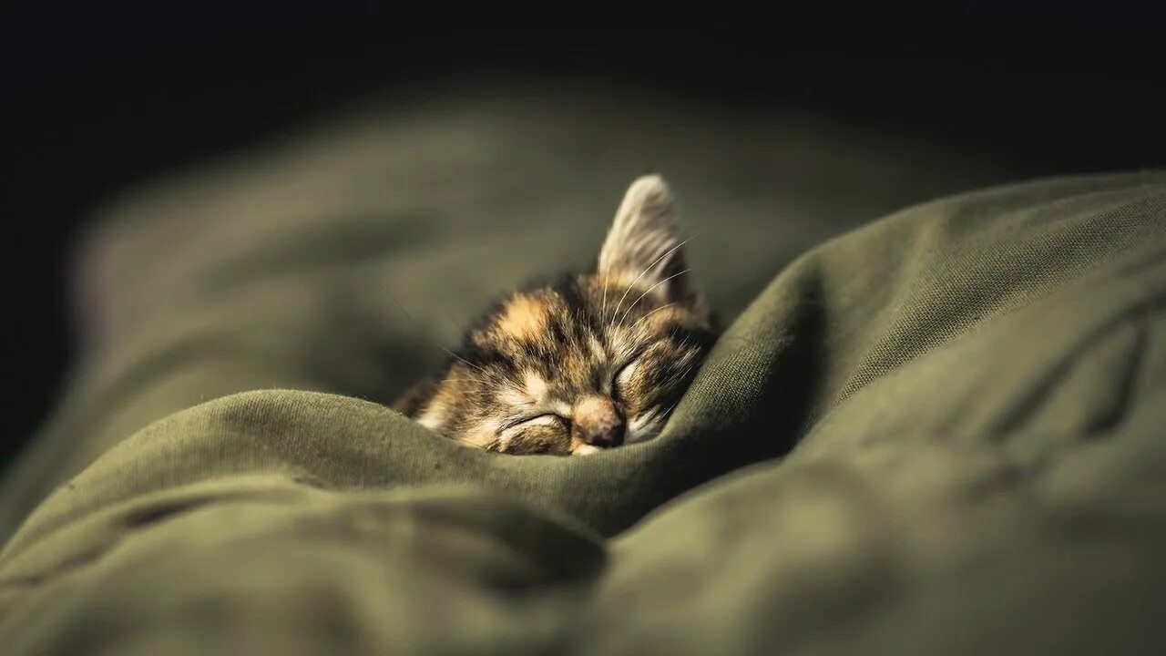 Sleep well 1 hour. Спящий кот. Спящие котята. Спящий котенок. Спящий котёнок под одеялом.