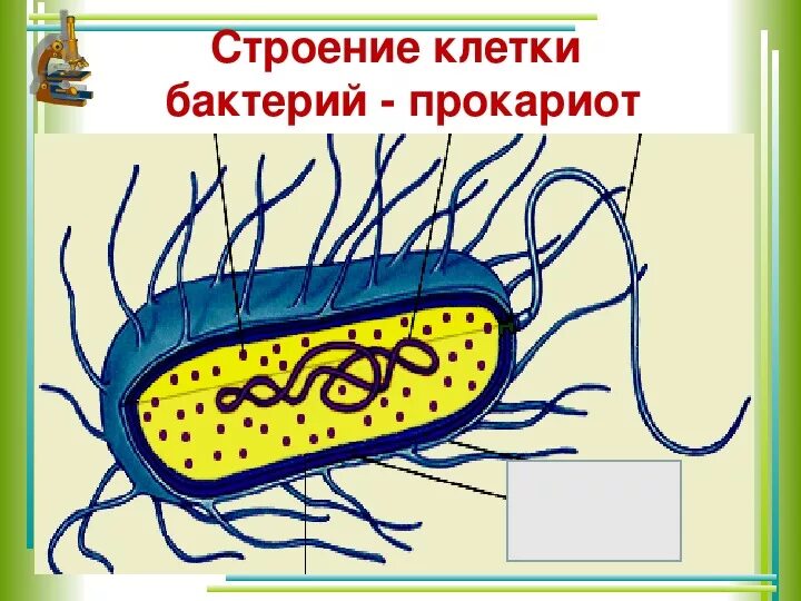 Прокариоты рисунок. Бактериальная клетка прокариот. Нарисовать строение бактериальной клетки. Зарисовать строение бактериальной клетки. Строение клетки прокариот бактерии.