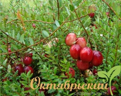 Журавлина отзывы