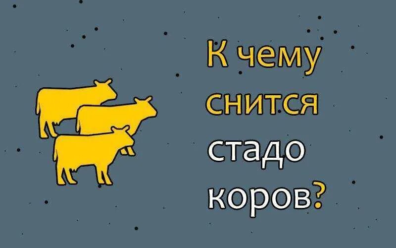 К чему снится стадо коров. К чему снится корова во сне. Стадо коров во сне к чему снится. К чему снится корова женщине во сне. К чему снится стадо коров во сне