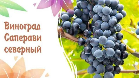 Саперави описание