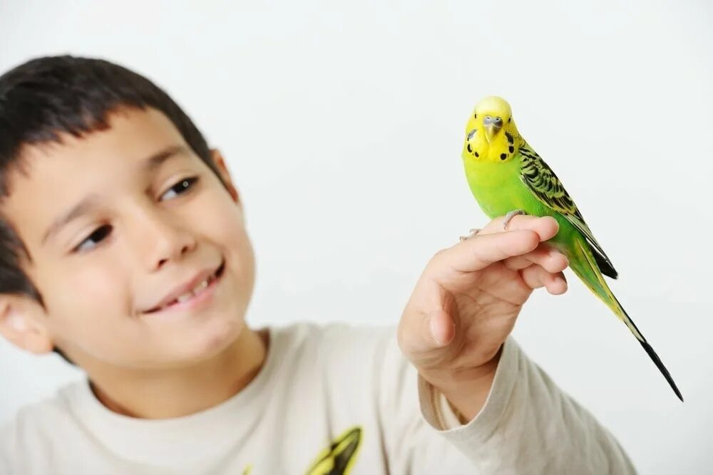 Тинейджер с попугаем. Мальчик и птица 2023. Попугай и человек Дружба. Фото мальчика с попугаем в студии.