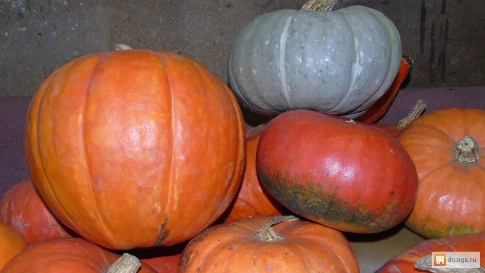 Тыква в пятерочке. Сколько стоит тыква. Тыква сорт оранж. Тыква стоит. Тыква крупноплодная хэллоуин.