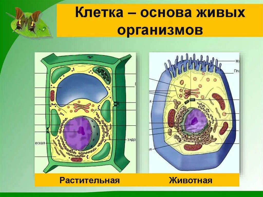 Клетка 5. Строение живой и растительной клетки 5 класс биология. Клетка единица строения организма 5 класс. Клетка живого организма. Животная и растительная клетка 5 класс.