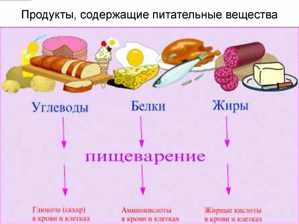 Какие вещества кроме жира могут быть источником. Основные пищевые вещества белки жиры углеводы. Обмен веществ схема белки жиры углеводы. Схема питания белки жиры углеводы. Питательные вещества белки жиры углеводы схема.