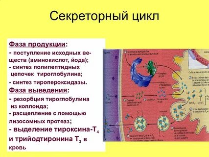 Тироксин йод фолликул секреторная