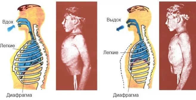 Пение диафрагмой. Типы дыхания. Типы дыхания у человека. Дыхательные движения человека. Диафрагменный Тип дыхания.