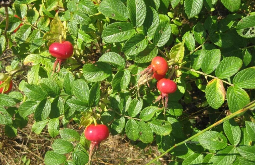 Шиповник куст. Шиповник Лесной кустарник. Шиповник Сибирский.