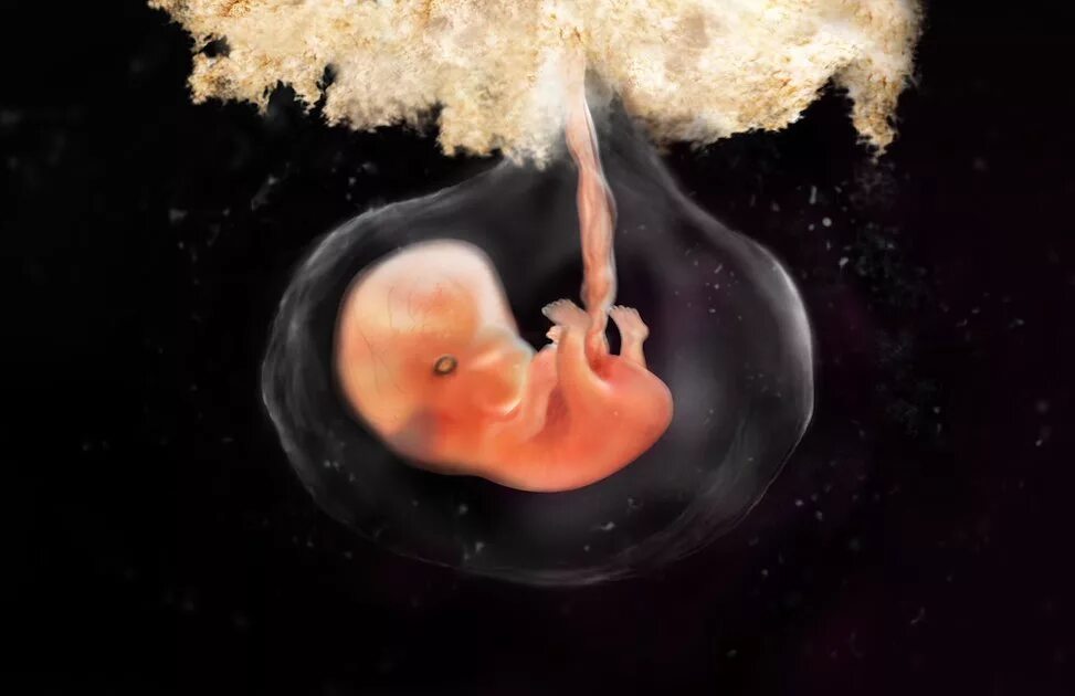 7 weeks. Плод ребенка в 7 недель беременности. Плод эмбриона на 7 неделе беременности. Седьмая неделя беременности акушерская. 7 Недель эмбриональной беременности.