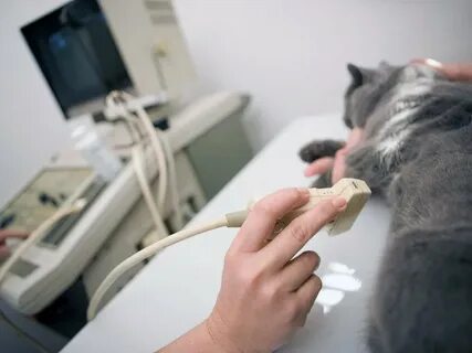 Эхо кошке
