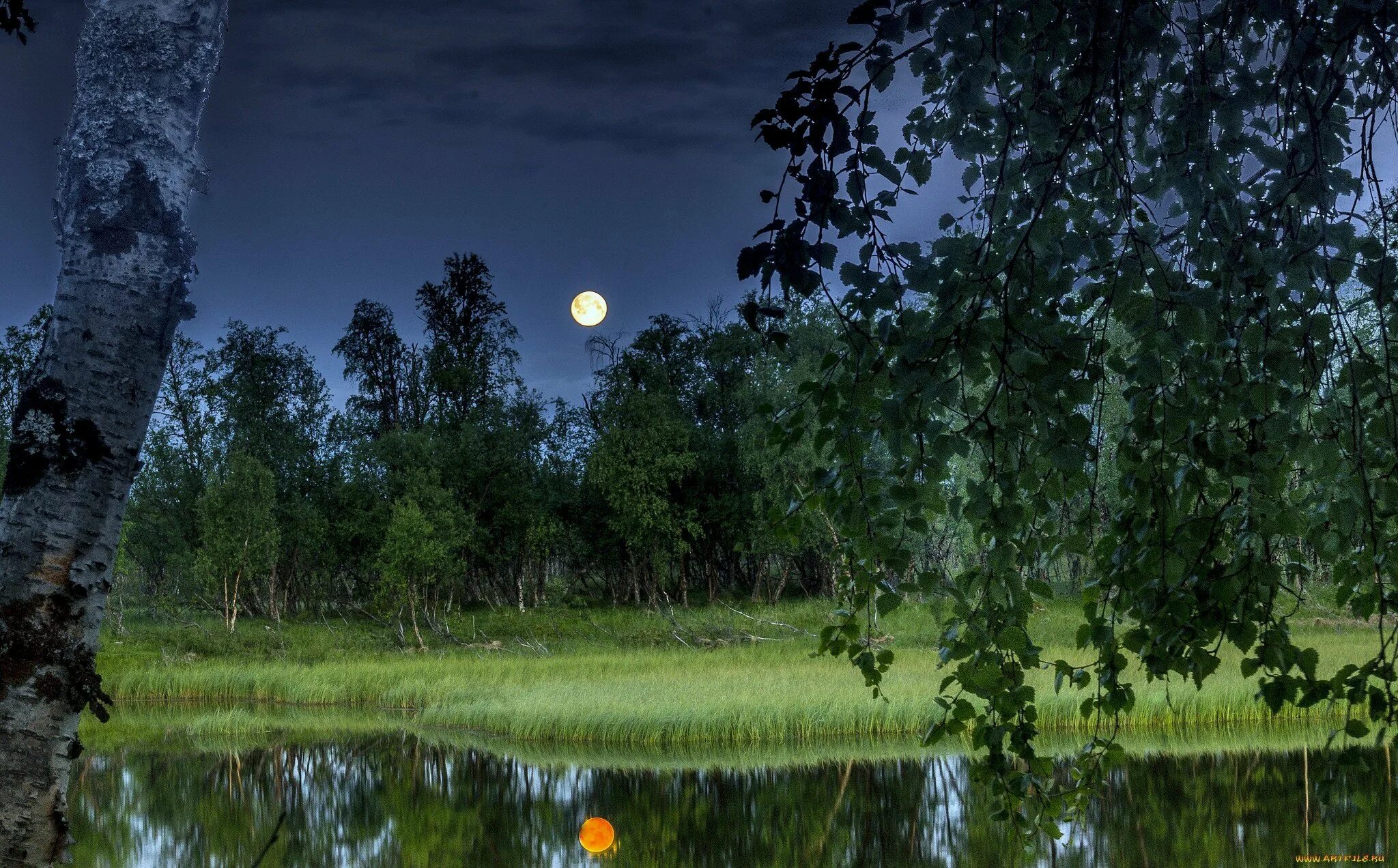 Луна над озером. Летняя ночь. Березы ночью. Луна березы. Дерево освещенное луной