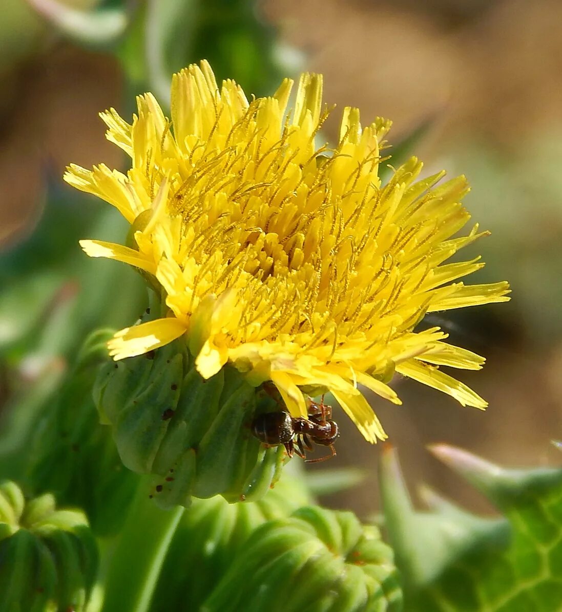 Осот полевой. Осот шероховатый. Осот шероховатый (Sonchus Asper l.). Осот желтый полевой. Осот полевой сорняк