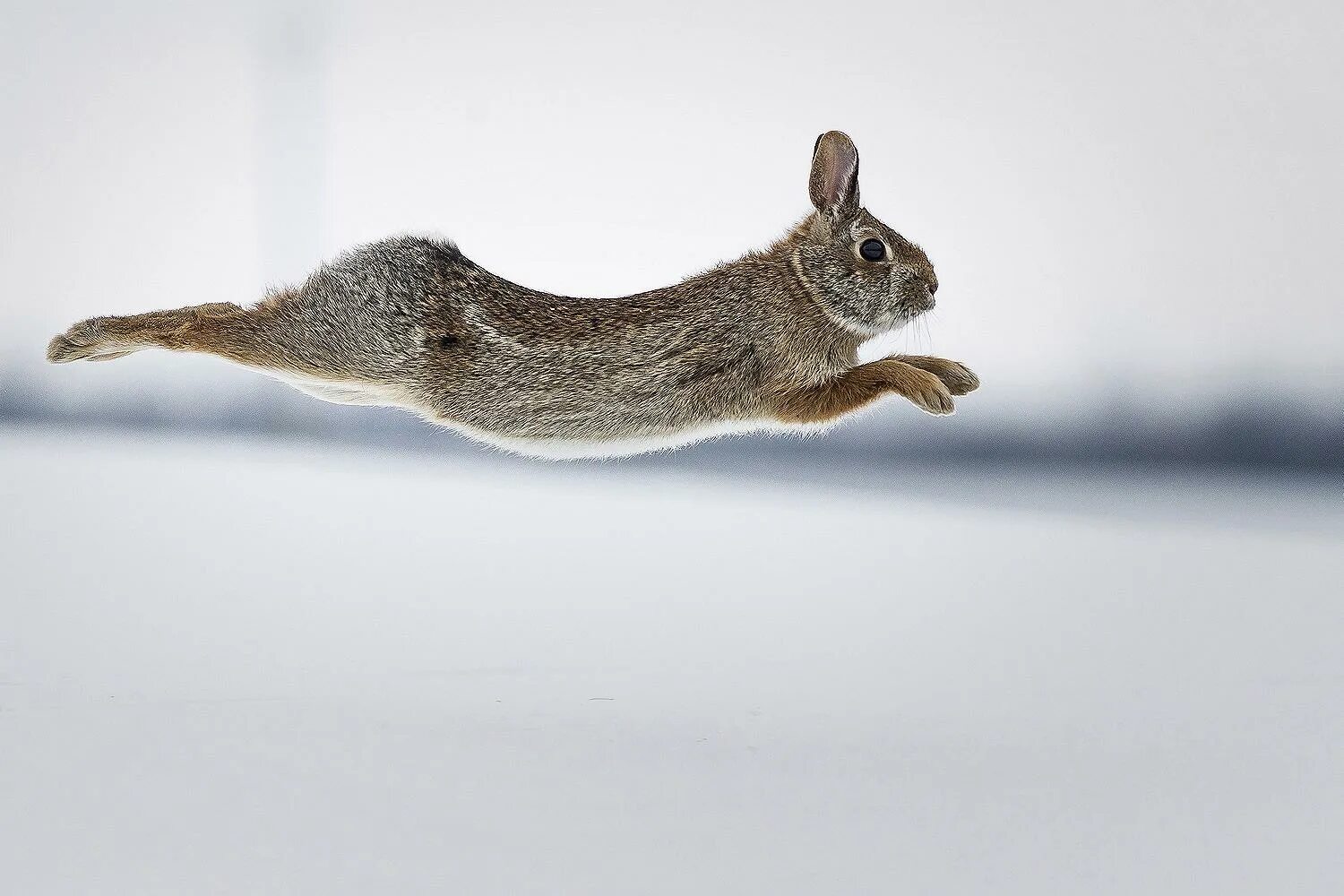 Заяц бежит. Заяц убегает. Кролик бегает. Кролик убегает.