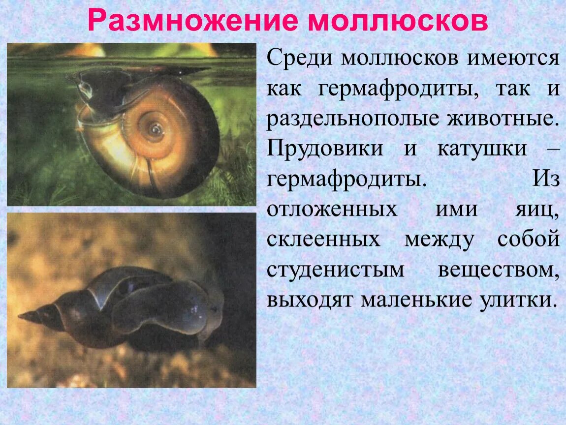 Способы размножения моллюсков. Размножение моллюсков 7 класс биология. Прудовик двустворчатый моллюск. Прудовики гермафродитные. Моллюски прудовик способы размножения.