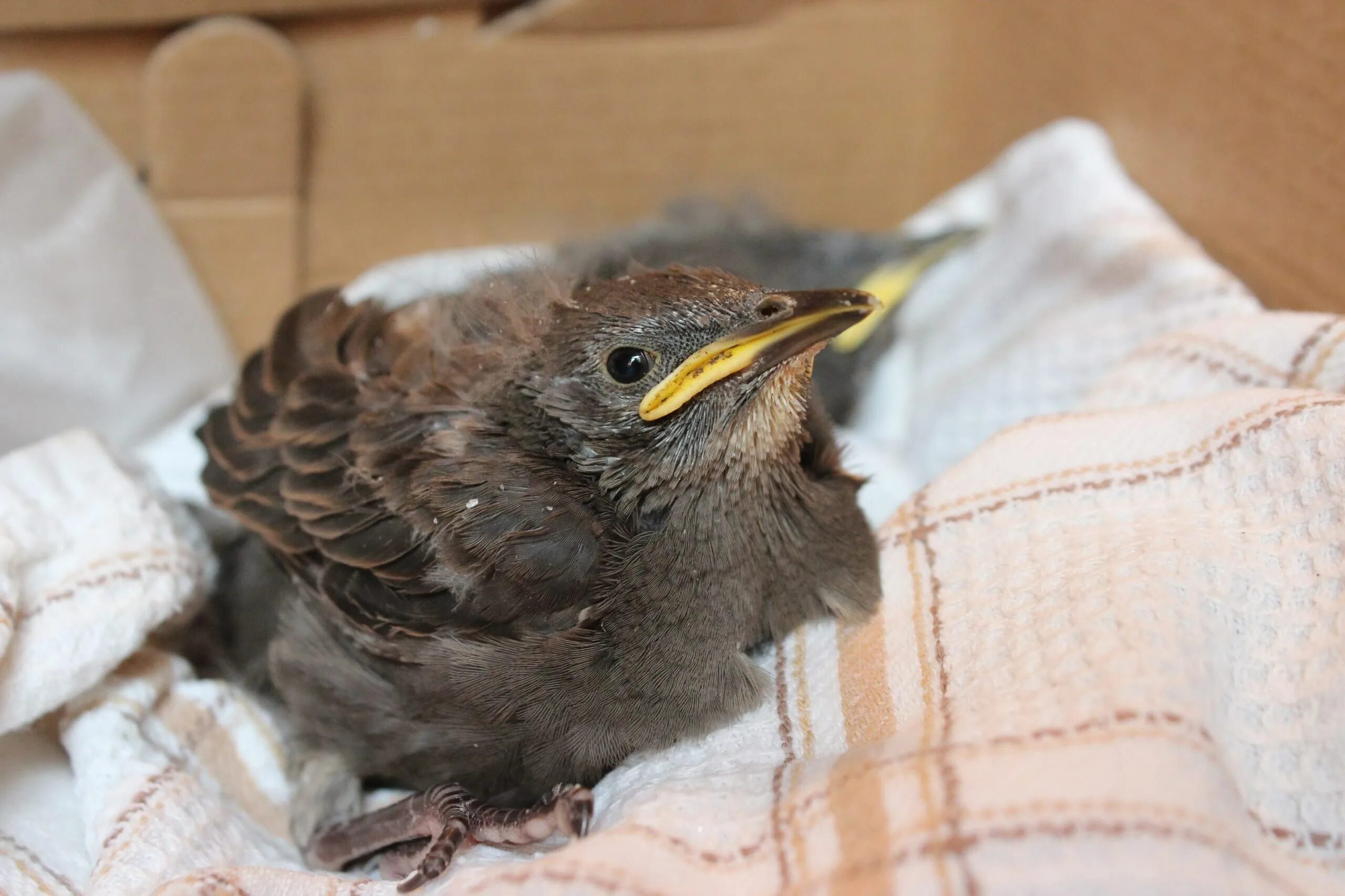 Скворец птенец слеток. Скворец высиживает яйца. Как выкормить птенца скворца. Как выкормить птенца скворца. Скворец птенец слеток.